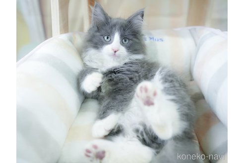 成約済の千葉県のノルウェージャンフォレストキャット-113536の3枚目